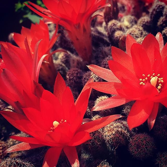 Cactus loucus